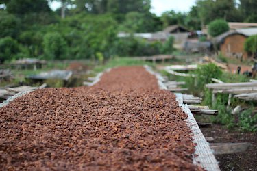 Lokale Kakaoplantage in Taï