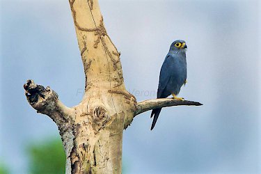 Vogel im Bobiri-Waldreservat