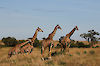 Giraffen auf Safari in der Massai Mara