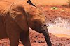 Elefant im David Sheldrick Wildlife Trust