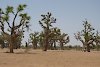 Bäume im Senegal