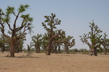 Bäume im Senegal