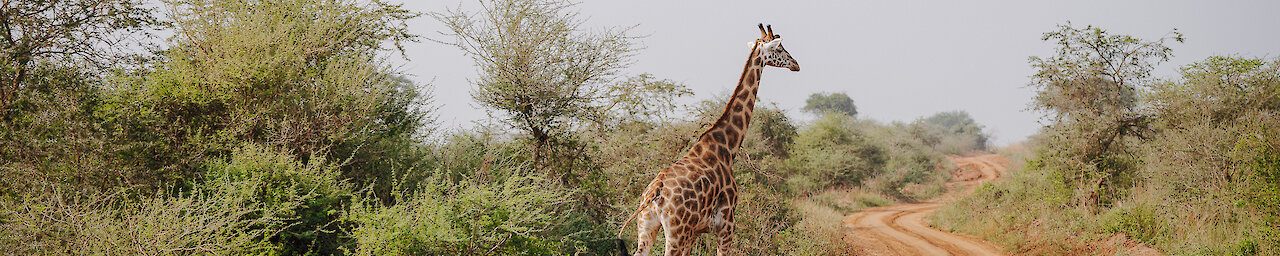 Giraffe im Murchison-Falls-Nationalpark