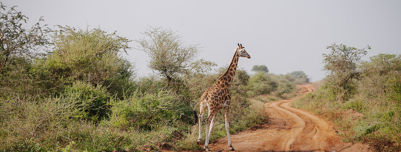 Giraffe im Murchison-Falls-Nationalpark