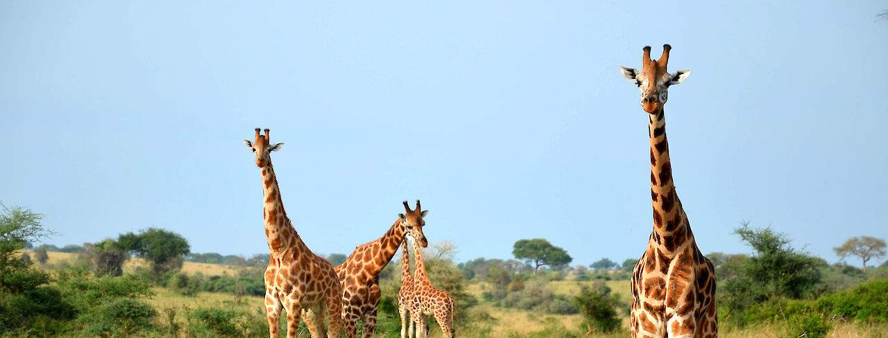 Giraffen im Nationalpark