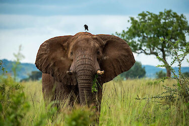 Elefant mit Vogel auf dem Kopf im Kidepo-Valley-Nationalpark