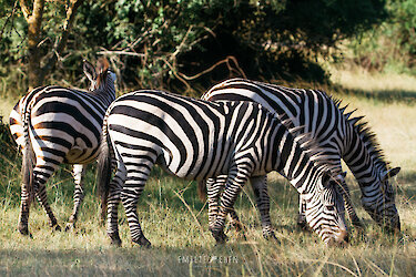 Zebra-Herde beim fressen