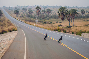 Eine Straße mit Nebel und Vögeln