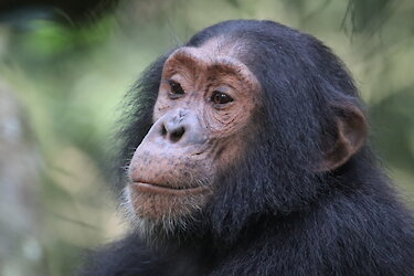 Tag 12: Schimpansen-Trekking im Budongo Forest
