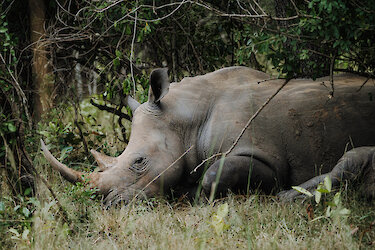 Nashorn im Gras des Ziwa-Rhino-Schutzgebietes