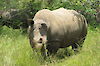 Tag 13: Auf der Suche nach Nashörnern im Ziwa-Rhino-Schutzgebiet