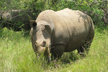 Tag 13: Auf der Suche nach Nashörnern im Ziwa-Rhino-Schutzgebiet