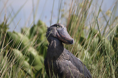 Nahaufnahme eines Schuhschnabels