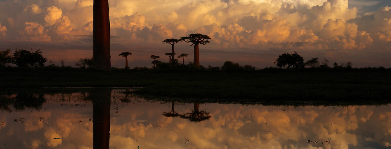 Avenue des Baobab. Madagaskar