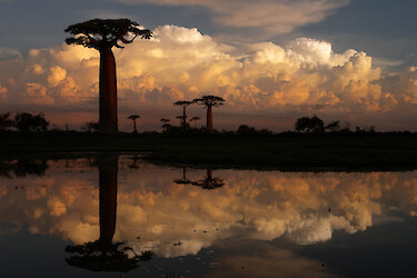 Avenue des Baobab. Madagaskar