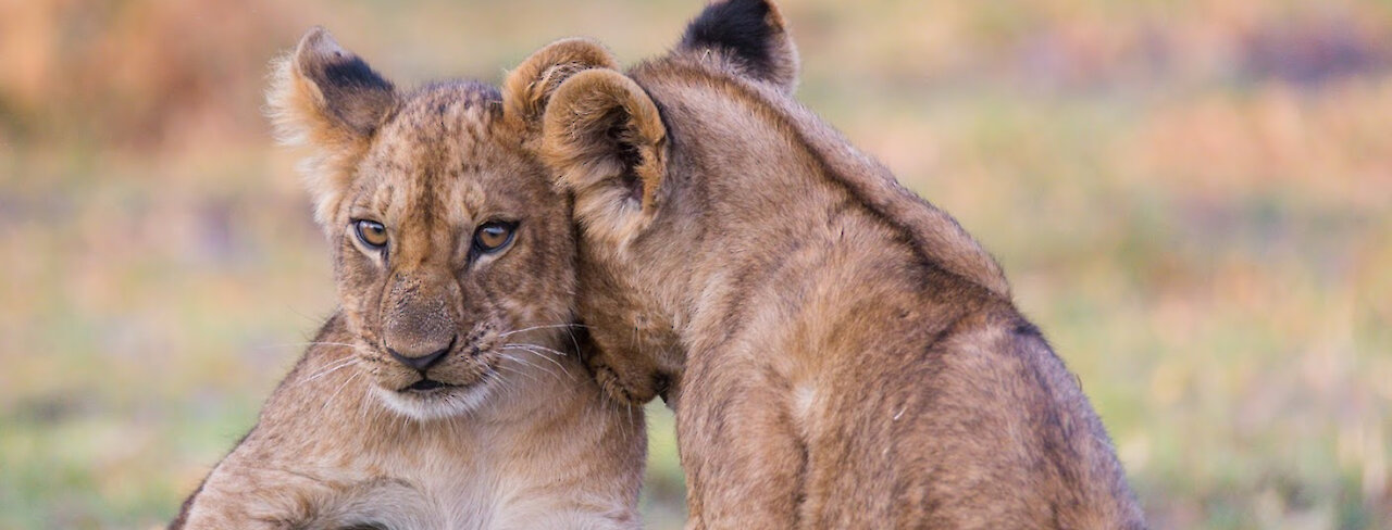 Löwenbabys im Moremi Wildreservat in Botswana