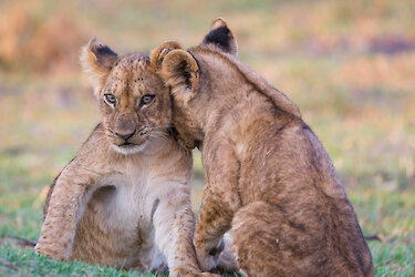 Löwenbabys im Moremi Wildreservat in Botswana