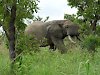 Elefant im Nazinga-Wildreservat