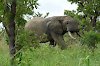 Elefant im Nazinga-Wildreservat