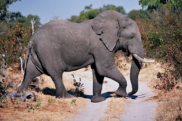Elefant im Moremi-Wildreservat