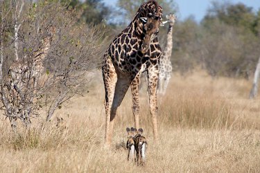Giraffe und Wildhunde im Moremi