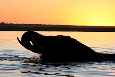 Elefant im Chobe Fluss