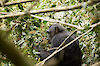 Tag 4: Schimpansen & Stummelaffen-Trekking