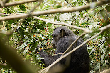 Tag 4: Schimpansen & Stummelaffen-Trekking