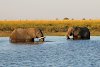 Elefanten baden im Chobe Fluss