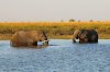 Elefanten baden im Chobe Fluss