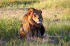 Löwe im Hwange Nationalpark