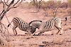 Zebras in Namibia