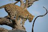 Leopard auf einem Baum