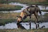 Afrikanischer Wildhund im Caprivi-Streifen