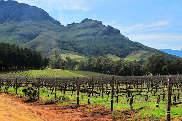 Weinanbau in Stellenbosch