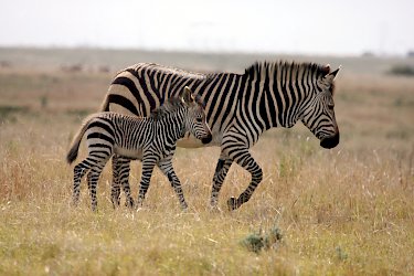 Zebras im Botlierskop-Private-Game-Reserve