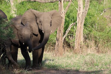 Elefanten hautnah erleben im Majete-Wildschutzgebiet