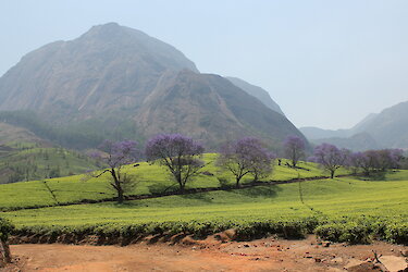 Landschaft mit Hügeln im Mulanje-Massiv