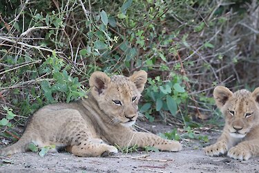 Kleine Löwen im Liwonde-Nationalpark