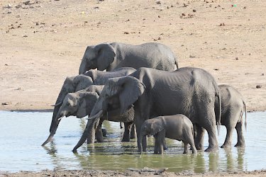 Elefanten im Hwange-Nationalpark