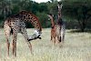 Giraffen im Tarangire-Nationalpark