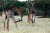 Giraffen im Tarangire-Nationalpark