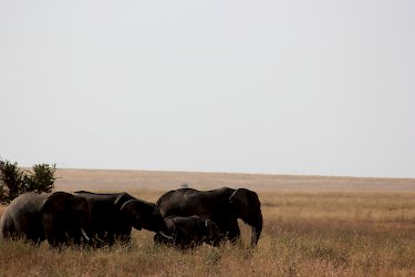 Elefanten auf Safari im Serengeti-Nationalpark