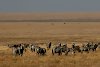 Zebras in der Serengeti