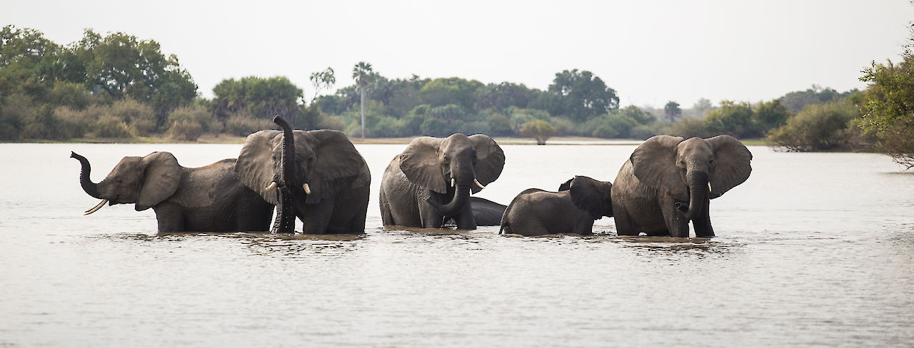 Elefanten im Rufiji-Fluss
