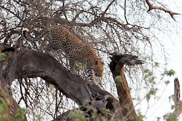 Leopard steigt von einem Baum im Chobe Nationalpark