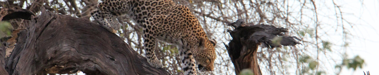 Leopard steigt von einem Baum im Chobe Nationalpark Botswana