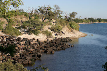 Büffelherde am Chobe River