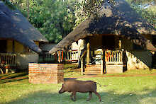 Bungalow der Chobe Safari Lodge