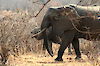 Elefant im Ruaha-Nationalpark